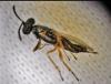 Eupelmus sp.
